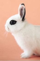 发售仅5天 《深岩银河：幸存者》Steam玩家数超越原版游戏